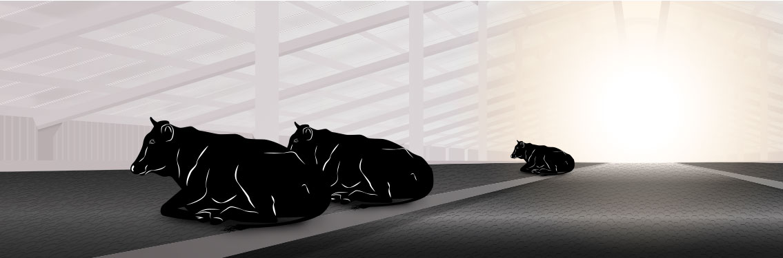 Grafik eines Stalls. Drei Kühe liegen auf Liegeboxenbelägen.