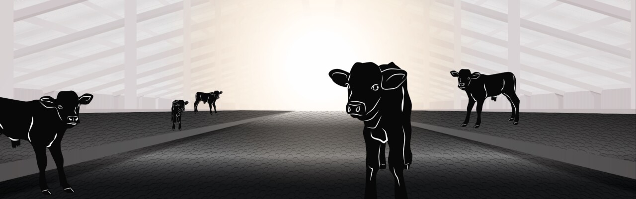 HuberTechnik_Jungvieh